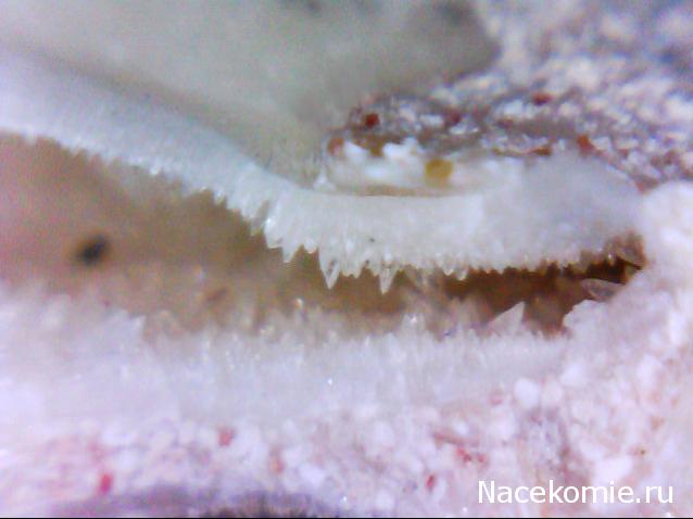 Компания кладоискателей. Болталка форума Минералов