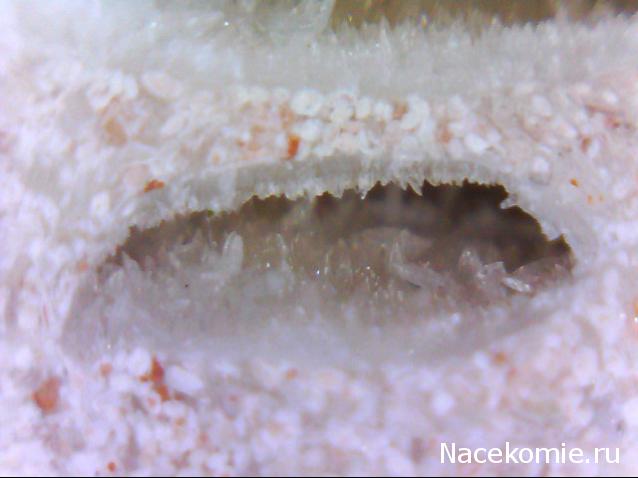 Компания кладоискателей. Болталка форума Минералов