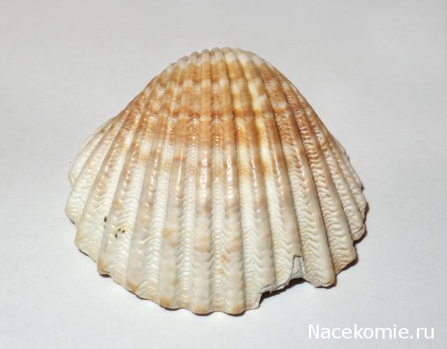 Компания кладоискателей. Болталка форума Минералов