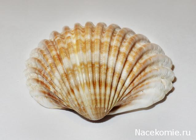 Компания кладоискателей. Болталка форума Минералов