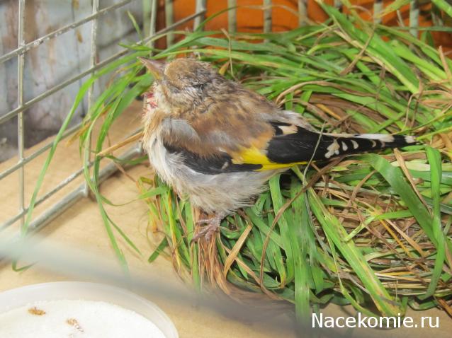 "Живой уголок"