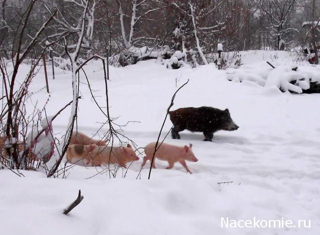 "Живой уголок"