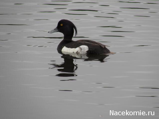 "Живой уголок"