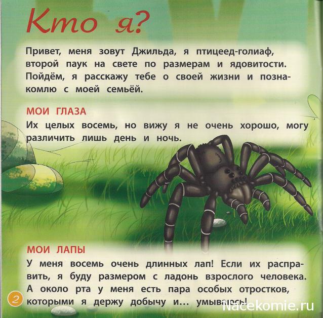 Животные Дикой Природы №35 - Кенгурёнок и дочка рейнджеров Алиса