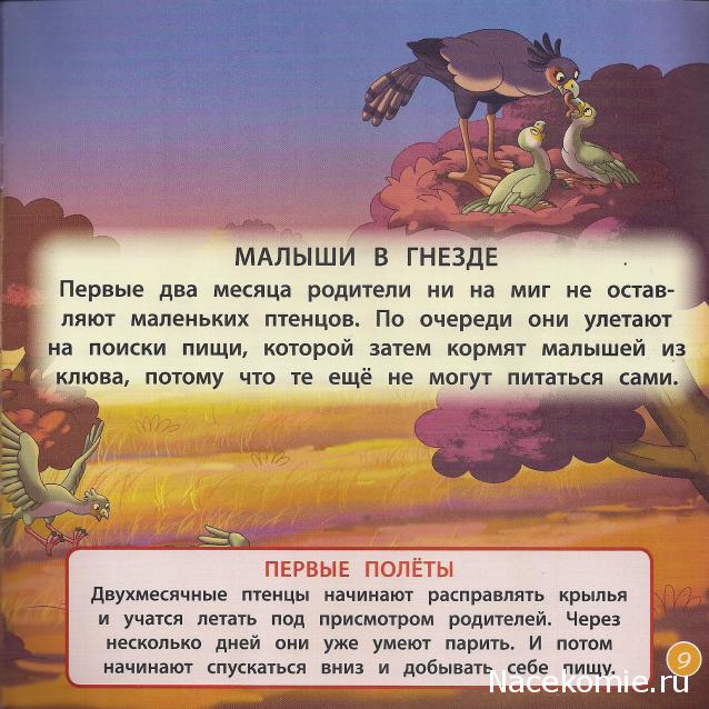 Животные Дикой Природы №32 - Жена Рейнджера Келли и Детеныш Суриката