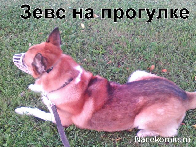 "Живой уголок"