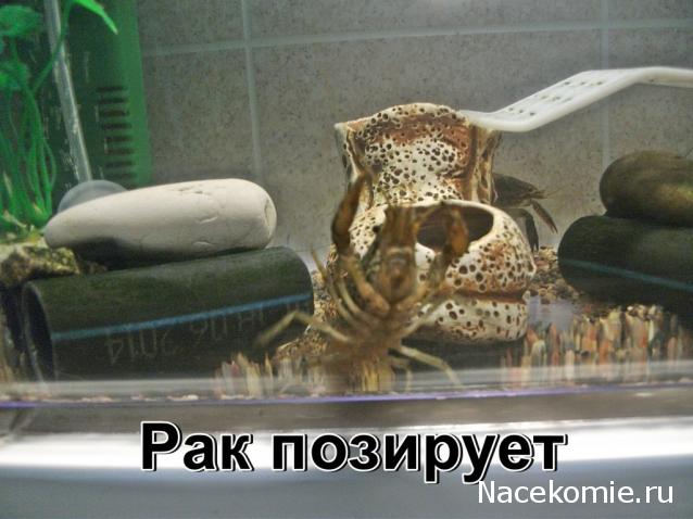 "Живой уголок"