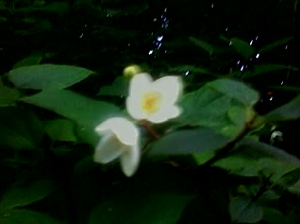 Тракторная болталка