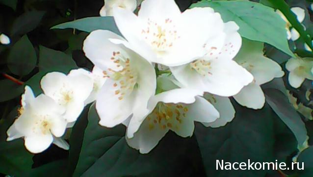 Тракторная болталка