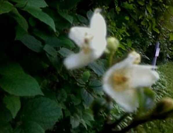 Тракторная болталка