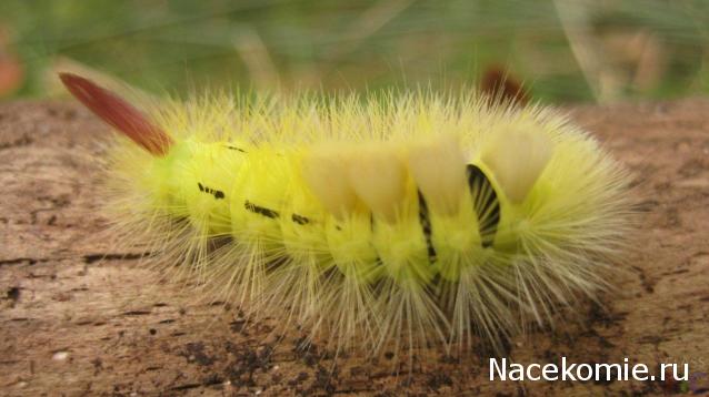 "Живой уголок"