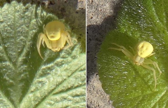 Фото насекомых (не из журнала)