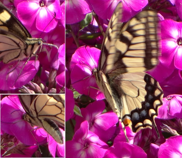 Фото насекомых (не из журнала)