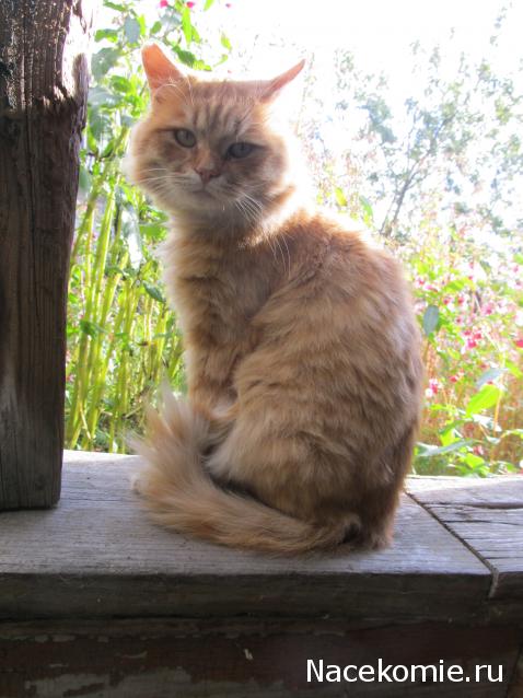 Фото кошек)))))