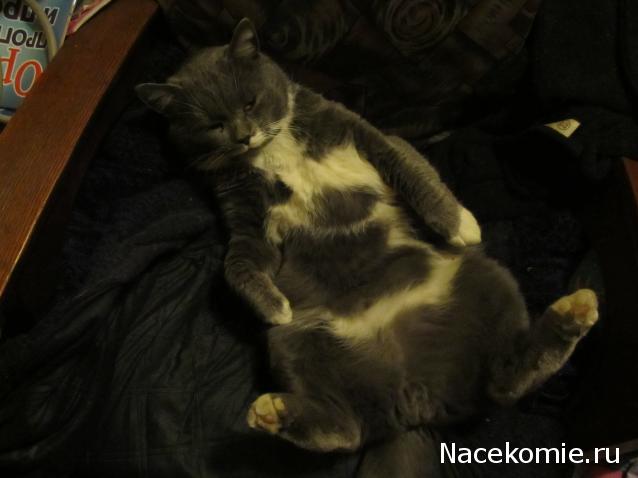 Фото кошек)))))