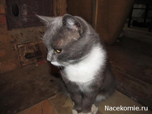 Фото кошек)))))