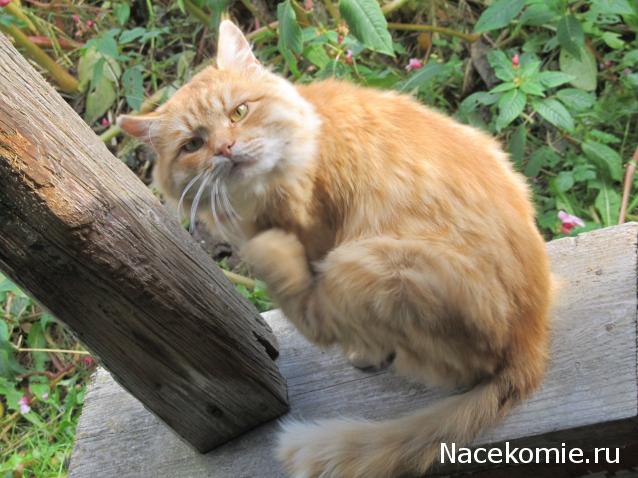 Фото кошек)))))