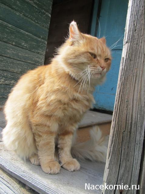 Фото кошек)))))