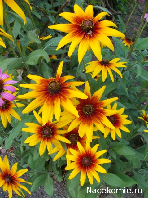 Наши Дни Рождения