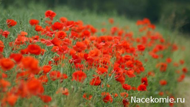 Наши Дни Рождения