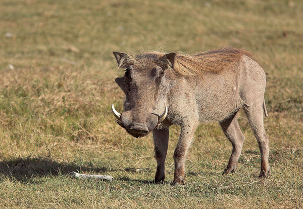 Животные Дикой Природы №39 - Слониха Мэри