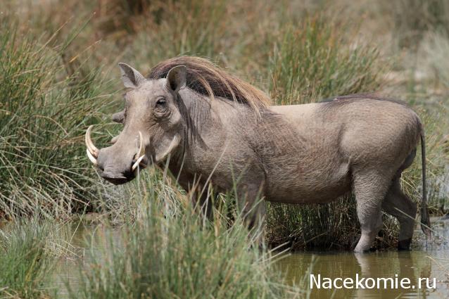 Животные Дикой Природы №39 - Слониха Мэри