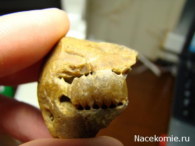 Компания кладоискателей. Болталка форума Минералов