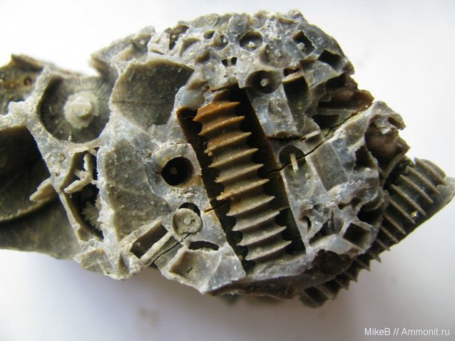 Компания кладоискателей. Болталка форума Минералов