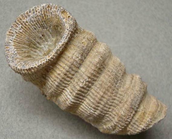 Компания кладоискателей. Болталка форума Минералов