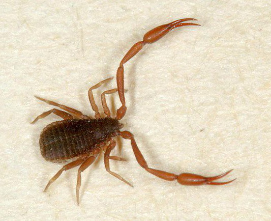 Фото насекомых (не из журнала)