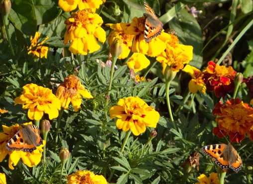 Фото насекомых (не из журнала)