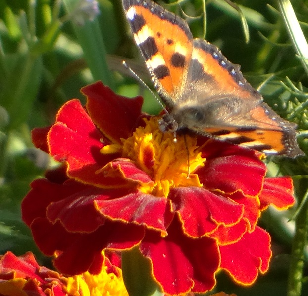 Фото насекомых (не из журнала)