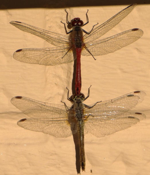 Фото насекомых (не из журнала)