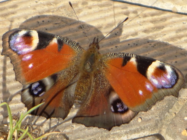 Фото насекомых (не из журнала)