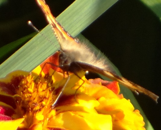 Фото насекомых (не из журнала)