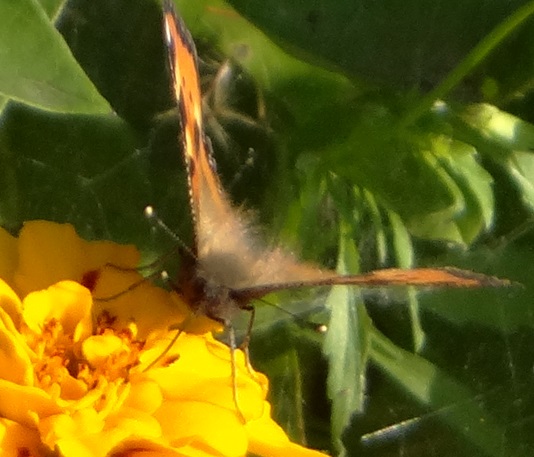 Фото насекомых (не из журнала)