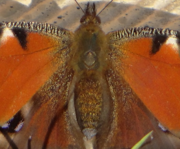 Фото насекомых (не из журнала)