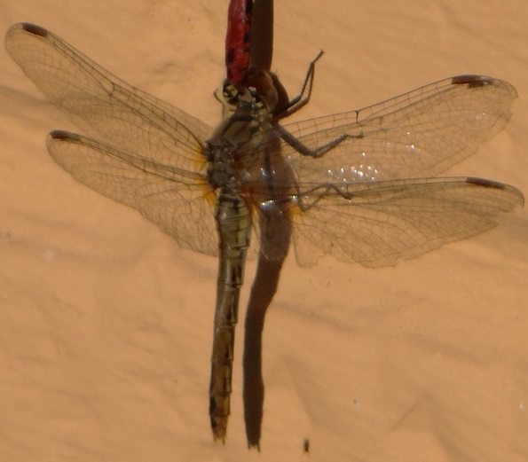 Фото насекомых (не из журнала)