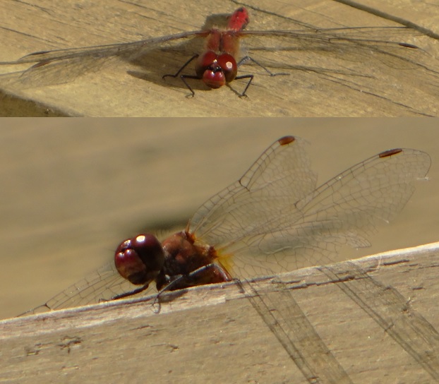 Фото насекомых (не из журнала)