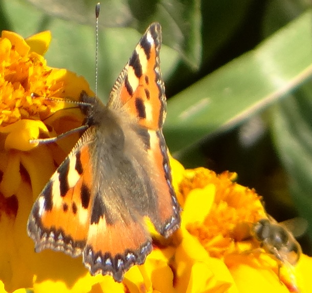 Фото насекомых (не из журнала)