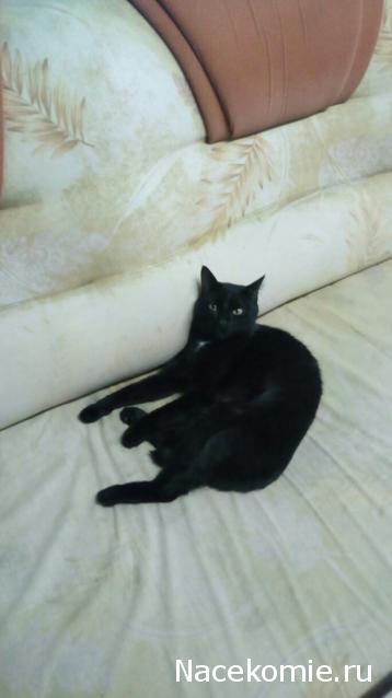 Фото кошек)))))