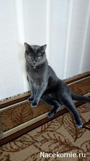 Фото кошек)))))