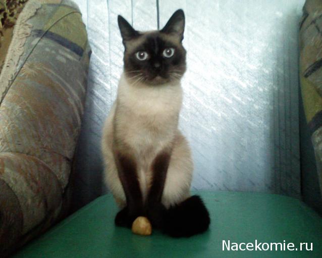 Фото кошек)))))