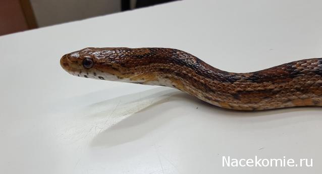 "Живой уголок"