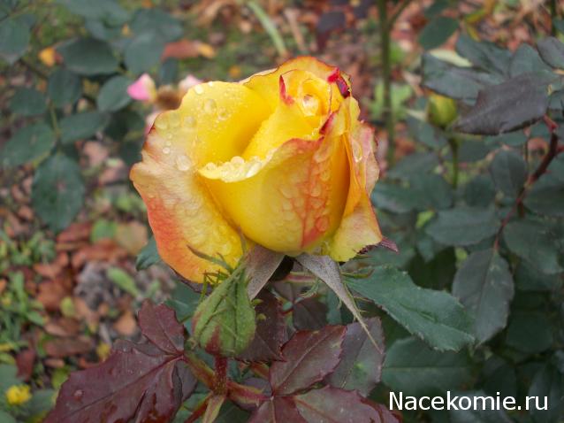 Куклы в народных костюмах – "Девчушки-болтушки"