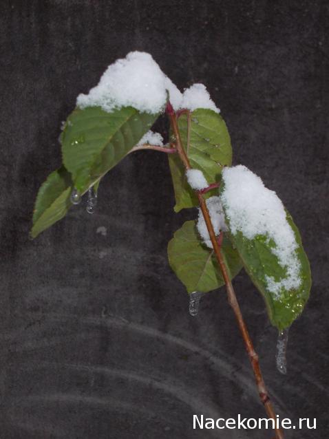 Куклы в народных костюмах – "Девчушки-болтушки"