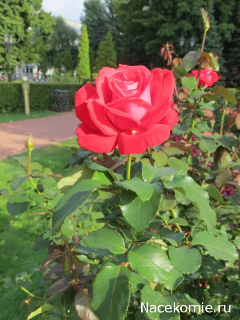 Куклы в народных костюмах – "Девчушки-болтушки"