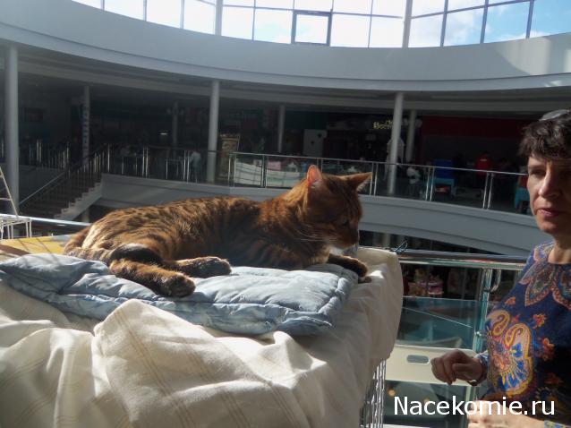 Фото кошек)))))