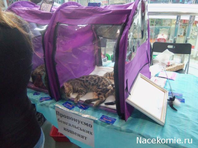 Фото кошек)))))