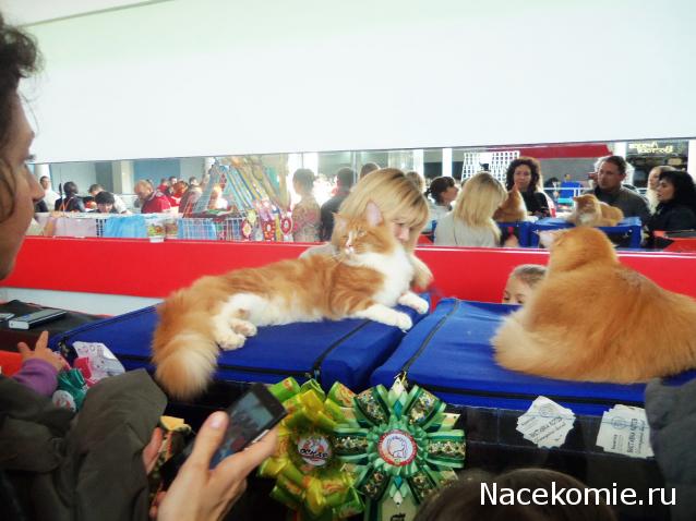 Фото кошек)))))